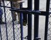 Zwei Männer werden wegen Missbrauchs von Minderjährigen in Tolima verurteilt