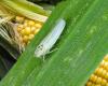 VIDEO. Maßnahmen zur Rettung der Maisproduktion definiert