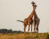 Weibliche Giraffen haben längere Hälse, um ihre Jungen zu füttern.