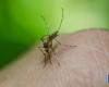 Die WHO warnt vor einem Anstieg von Dengue-Fieber: Sie hat zwischen Januar und April 2024 fast 8 Millionen Fälle festgestellt | Gesundheit