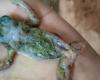 Sie finden einen toten Frosch im Hackfleisch einer Metzgerei in Santiago de Cuba