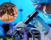 Die fünf Gemeinden mit den meisten Dengue-Fällen in Santander