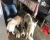 In Cúcuta leben mehr als 5.000 Hunde und Katzen in Notunterkünften