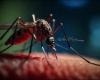Dengue-Fieber und Oropouche-Fieber in Amerika: Was tun gegen die Krankheit? › Kuba › Granma