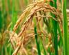 Die Reisproduktion in Entre Ríos wuchs trotz klimatischer Herausforderungen um 7 %