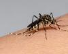 Gesundheitsministerium warnt vor Dengue-Fällen in Santa Marta