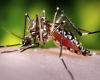 Das Gesundheitsministerium in Santa Marta bestätigt im Jahr 2024 bisher 398 Dengue-Fälle