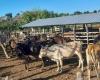 Land- und Viehkontrollübung deckt Tausende von Illegalitäten in Pinar del Río auf › Kuba › Granma