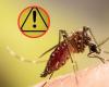 Sie registrieren zum ersten Mal in Kolumbien Fälle von Oropouche-Virus, ähnlich wie Dengue-Fieber